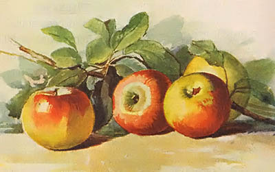 Watercolor painting of heirloom apple varieties.